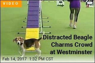 There&#39;s a Crowd Favorite at Westminster
