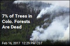 7% of Trees in Colo. Forests Are Dead