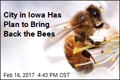 Iowa City Has Plan to Bring Back the Bees