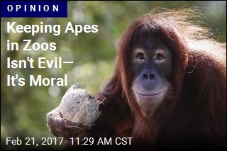 Keeping Apes in Zoos Isn&#39;t Evil&mdash; It&#39;s Moral