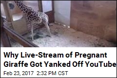 Vid of Pregnant Giraffe Yanked for Being Too Sexual