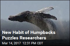 New Habit of Humpbacks Puzzles Researchers