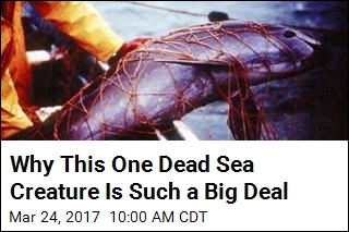 Why This One Dead Sea Creature Is Such a Big Deal