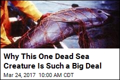 Why This One Dead Sea Creature Is Such a Big Deal