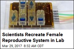 Scientists Recreate Female Reproductive System in Lab