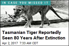 Extinct Tasmanian Tiger Reportedly Spotted in Australia