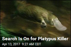 Someone Is Decapitating Platypuses in Australia
