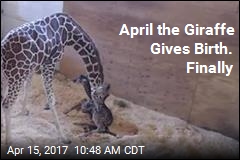 April the Giraffe Gives Birth. Finally
