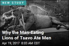 Why the Man-Eating Lions of Tsavo Ate Men