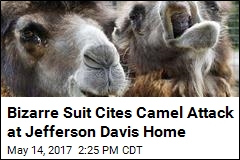 Woman Sues Over Camel Attack at Jefferson Davis Home
