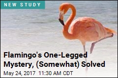 Flamingo&#39;s One-Legged Mystery, (Somewhat) Solved