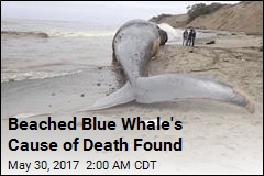 Beached Blue Whale&#39;s Cause of Death Found