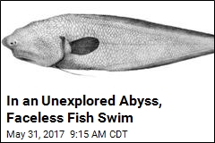 Faceless Fish First Seen a Century Ago Dredged Up Again