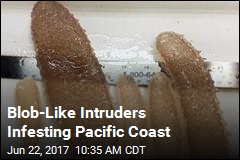 Blob-Like Intruders Infesting Pacific Coast