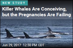 Orcas&#39; Failed Pregnancies Linked to Dwindling Food