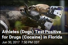 Florida Racing Greyhounds Test Positive for Cocaine