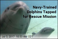 Navy-Trained Dolphins Tapped for Rescue Mission