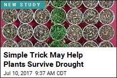 Simple Trick May Help Plants Survive Drought