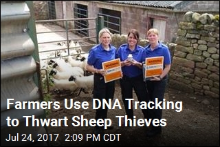 Farmers Use DNA Tracking to Thwart Sheep Thieves