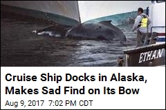 Cruise Ship Docks in Alaska, Makes Sad Find on Its Bow