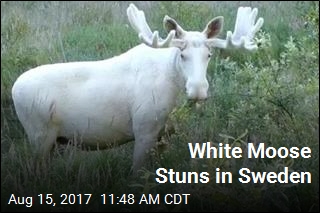 White Moose Stuns in Sweden
