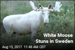 White Moose Stuns in Sweden