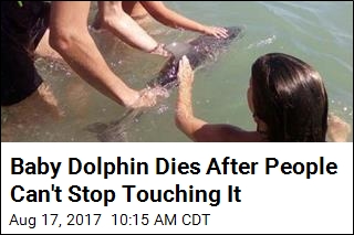 Baby Dolphin&#39;s Death Blamed on the Human Touch