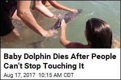 Baby Dolphin&#39;s Death Blamed on the Human Touch