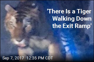 Circus Tiger Gets Loose, Terrifies in Georgia