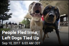 People Fled Irma, Left Dogs Tied Up