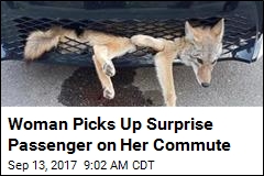 Woman Picks Up Surprise Passenger on Her Commute
