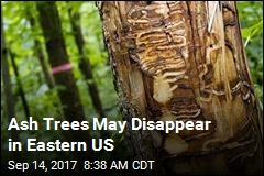 Most Ash Tree Species on Brink of Extinction in US