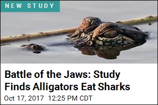 Battle of the Jaws: Study Finds Alligators Eat Sharks