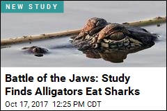 Battle of the Jaws: Study Finds Alligators Eat Sharks