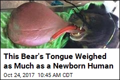 Finally, Relief for Bear With an &#39;Astonishing&#39; Tongue