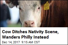 Away From the Manger: Cow Escapes Nativity Scene, Twice