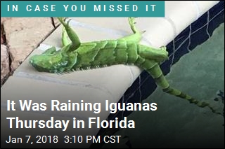 It Was Raining Iguanas Thursday in Florida