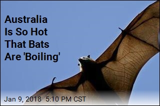US Has Frozen Iguanas; Australia Has &#39;Boiling&#39; Bats