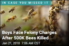Boys Face Felony Charges After 500K Bees Killed