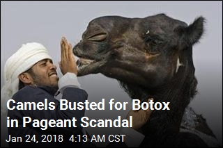 Camel Beauty Pageant Entrants Disqualified for Botox