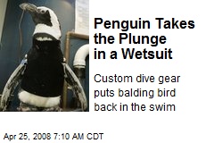 Penguin Takes the Plunge in a Wetsuit