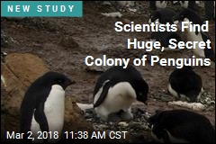 Secret Colony of Penguins Given Away by Own Poop