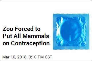 Zoo Forced to Put All Mammals on Contraception