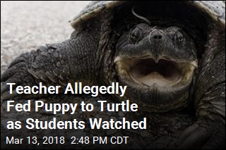 Teacher Allegedly Fed Puppy to Turtle in Front of Students