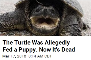 Idaho Euthanizes Turtle That Was Allegedly Fed a Puppy