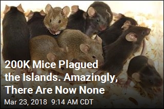 200K Mice Plagued the Islands. Amazingly, There Are Now None