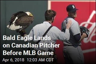 Bald Eagle Lands on Canadian Pitcher Before MLB Game