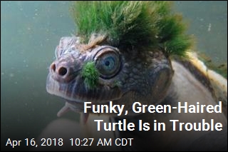 This Funky Turtle Could Use Your Help