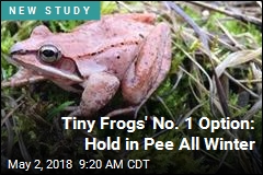 Tiny Frogs&#39; No. 1 Option: Hold in Pee All Winter