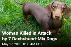 Woman Killed in Attack by 7 Dachshunds
